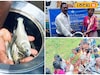 হাঁসের ছানার পর এবার মাছের চারা! কৃষকদের বিকল্প রোজগারের পথ!