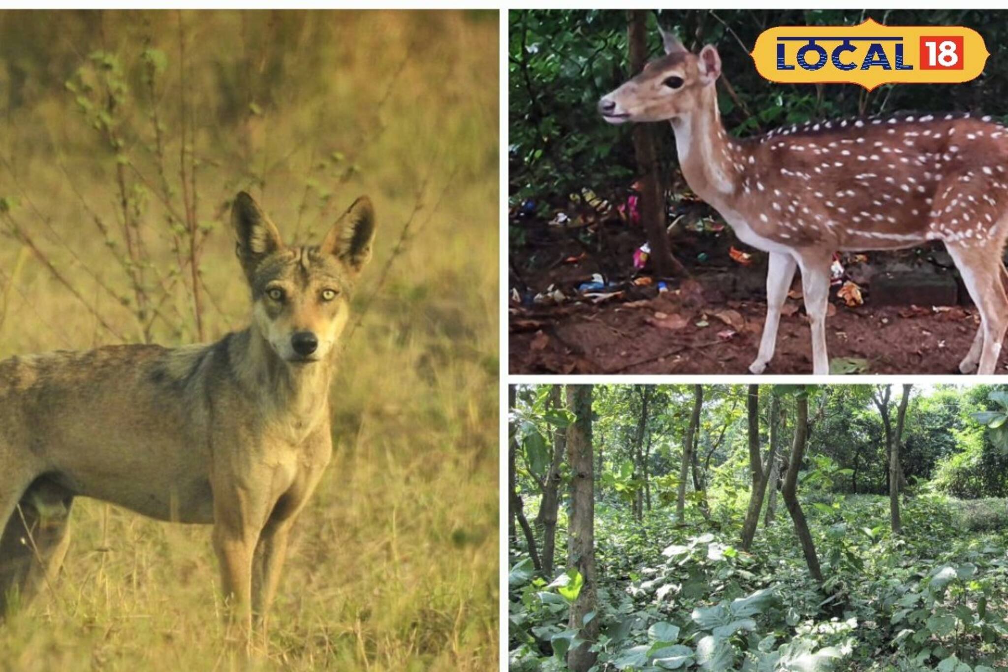 Tourist Spot Near Kolkata: কলকাতা থেকে ২ ঘণ্টা! পুজোয় শহরের কোলাহল থেকে রেহাই পেতে ঘুরে আসুন এই জঙ্গলে, খরচে সাধ‍্যের মধ‍্যেই