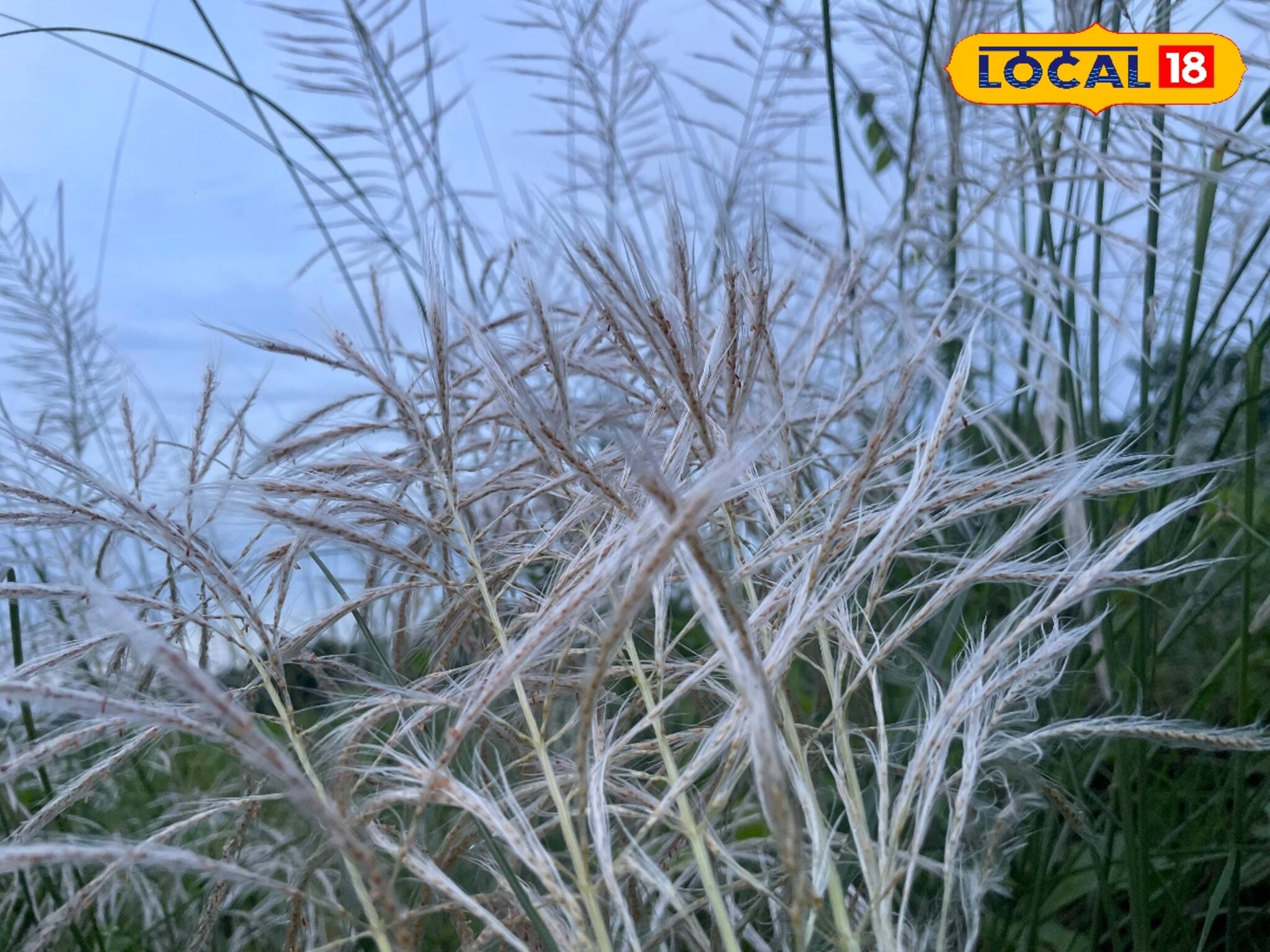 মাঠে-ঘাটে দুলছে কাশের বন, জানান দিচ্ছে পুজো আসছে, মা আসছে...