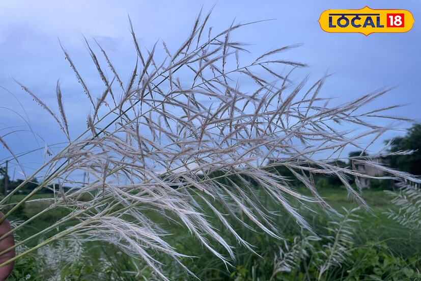 ভাদ্র ও আশ্বিন শরৎ কাল। পরিষ্কার আকাশ, তুলোর মতো ভেসে চলা সাদা মেঘের ভেলা। মাঠের ধারে কিংবা নদীর তীরে দুলতে থাকা কাশফুল। এই কাশফুলই প্রতি বছর পুজোর আগমনী বার্তা দেয়, মনে করিয়ে দেয় মা আসছেন। ( ছবি ও তথ্য মিজানুর রহমান )