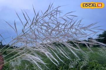মাঠে-ঘাটে দুলছে কাশের বন, জানান দিচ্ছে পুজো আসছে, মা আসছে... মাঠে-ঘাটে দুলছে কাশের বন, জানান দিচ্ছে পুজো আসছে, মা আসছে...