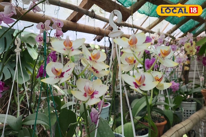 নিজের শখ পূরণের পাশাপাশি অতিরিক্ত গাছ তিনি লোকের মধ্যে বিলিয়ে দেন, শুধু তাই নয় দামি এই ফুলের চাষ করে অন্যদের দিচ্ছেন স্বনির্ভর হওয়ার ভাবনা। প্রয়োজনে কেউ জানতে চাইলে তাকে শিখিয়ে দিতে পারেন গাছের পরিচর্যা। চেনা ছন্দের বাইরে গিয়ে কিছু করার মানসিকতা নিয়ে নিজের বাড়িতেই এক দুটো দিয়ে শুরু করলেন অর্কিডের গাছ লাগানো। বর্তমানে ফিলিপাইন সহ বিভিন্ন বিদেশীও জায়গার পাশাপাশি স্বদেশের একাধিক প্রজাতি রয়েছে তার কাছে। সেই সংখ্যাটা প্রায় ২৫ থেকে ৩০। বাড়ির সামনে উঠোনে ছোট্ট পরিসরে তিনি এই গাছ লাগিয়েছেন। (তথ্য ও ছবি: রঞ্জন চন্দ)