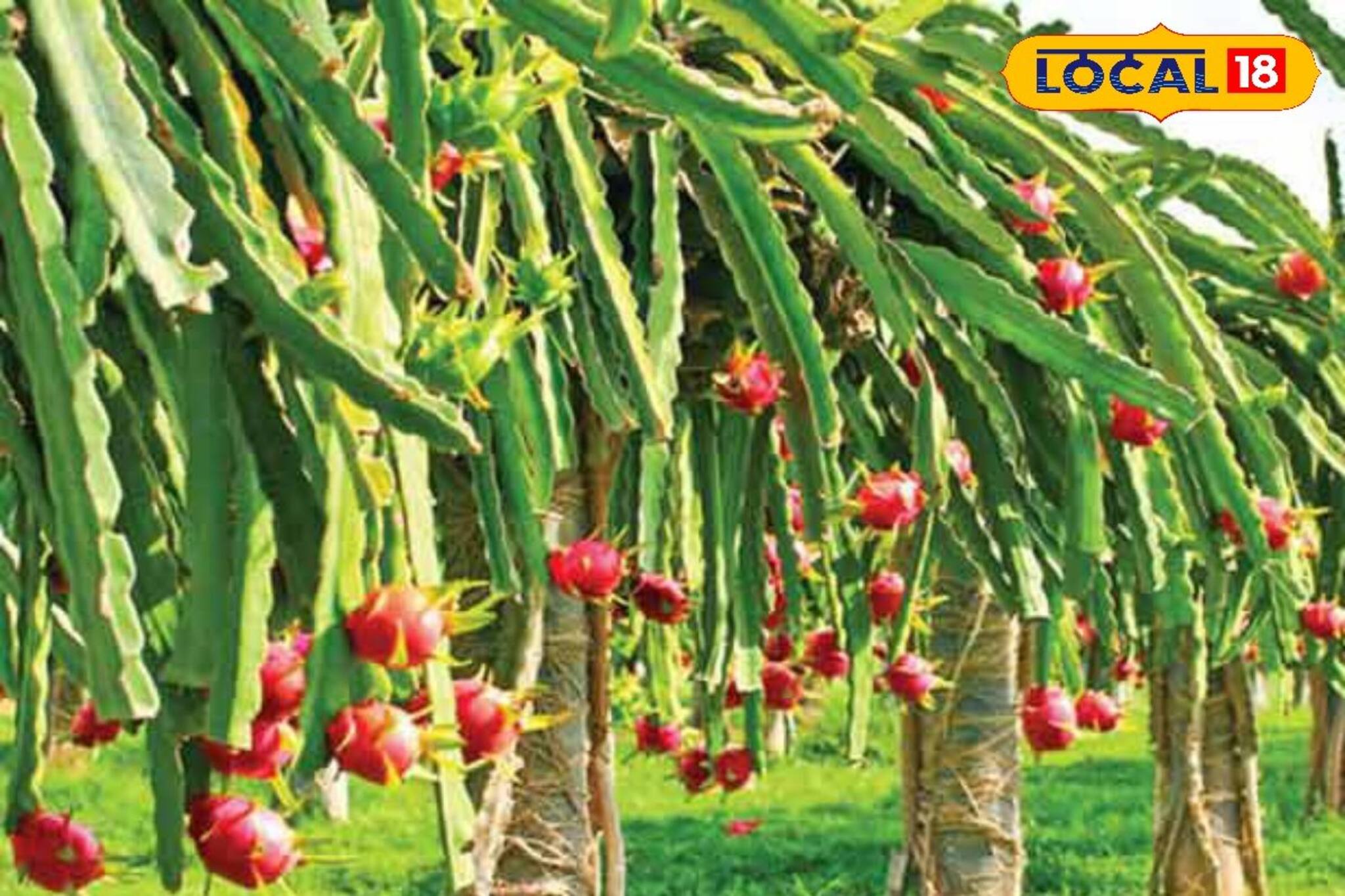 এককালীন খরচে ৫ বছর শুধুই মুনাফা,এই একটা চাষেই 'জ্যাকপট', লাখ লাখ টাকা লাভ