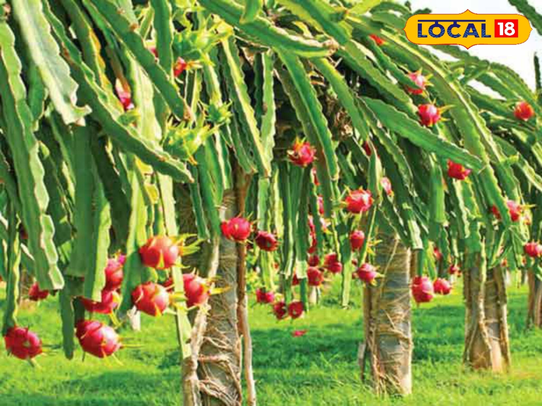 এককালীন খরচে ৫ বছর শুধুই মুনাফা,এই একটা চাষেই 'জ্যাকপট', লাখ লাখ টাকা লাভ