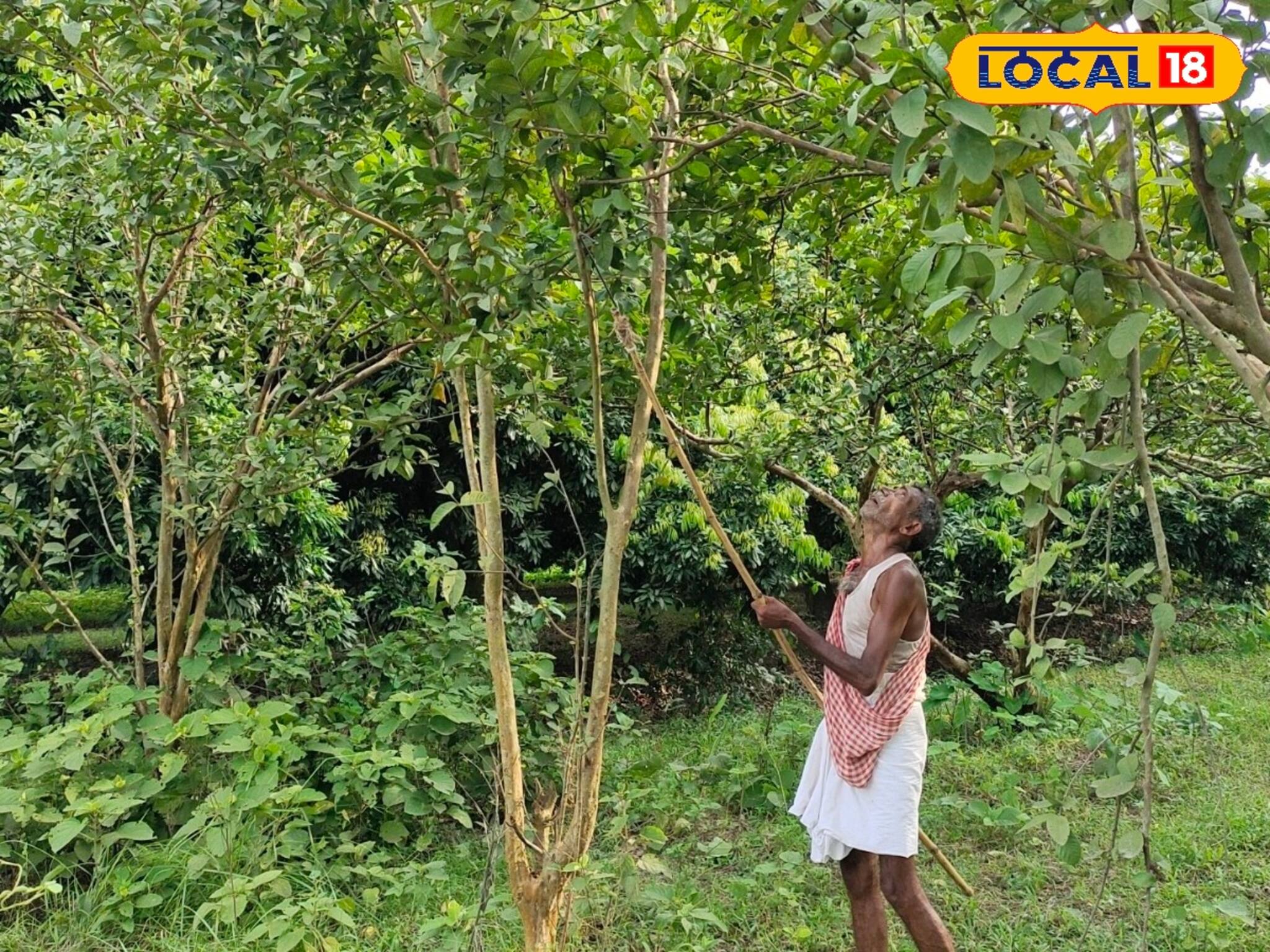 লাখ লাখ টাকা আয়...! এই ফল চাষ দেখাচ্ছে কামাল, চমকে দেবে লাভের অঙ্ক!