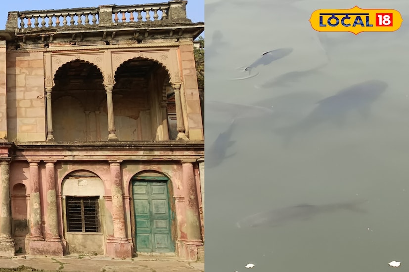 *তবে আপনি ভয় না পেলে, তারা দিব্য আপনার হাত থেকে বিস্কুট খেয়ে যাবে। ফলে একদিন ছুটি কাটিয়ে আসতেই পারেন সোনারুন্দি রাজবাড়ি এবং দেখতে পারেন মাছ।