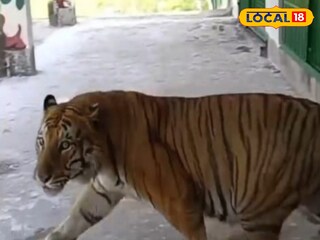 বাঘের মৃত্যু ঝড়খালিতে সোহানের পর এবার সোহিনী র