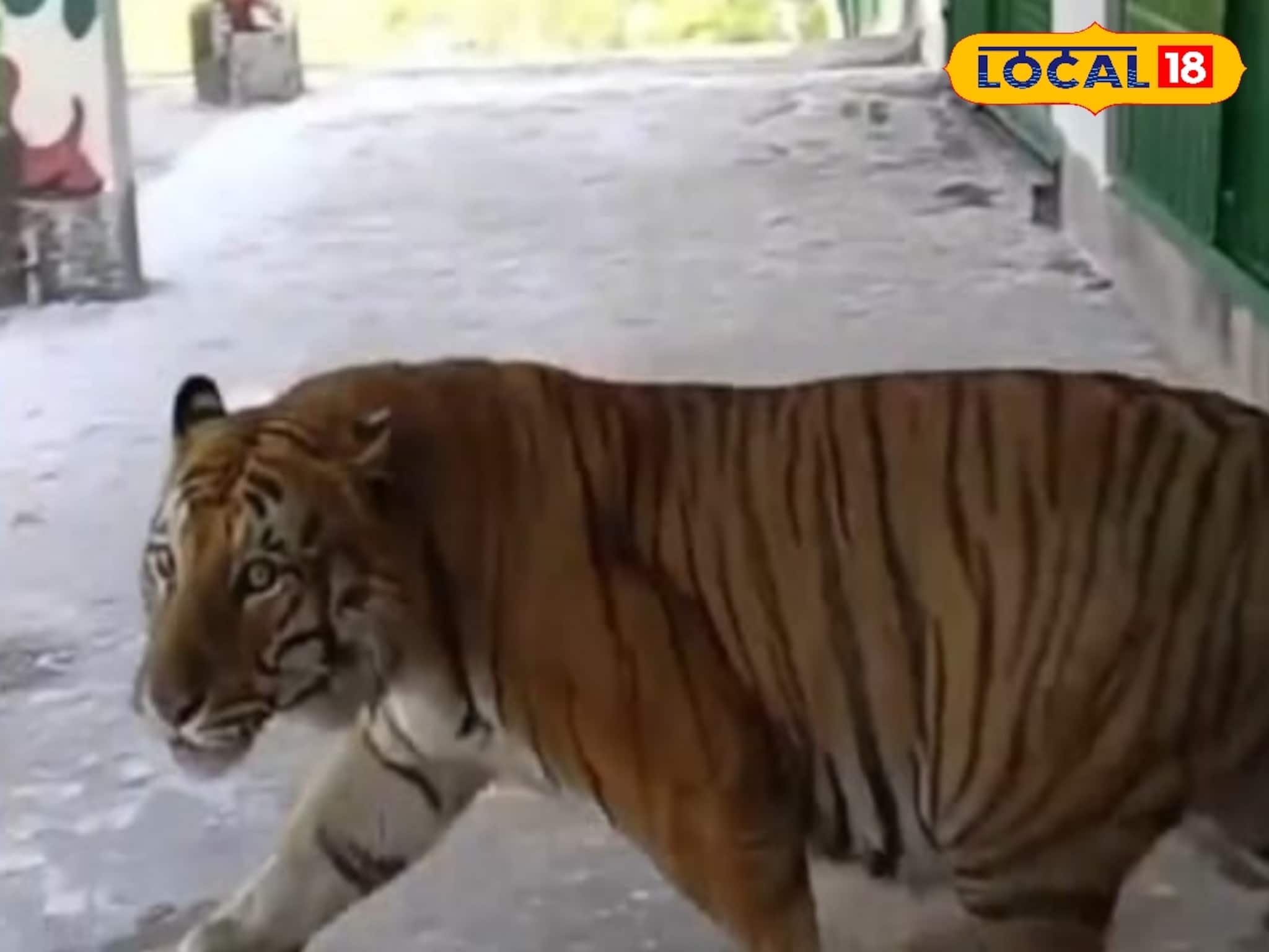 সোহানের বিরহে মৃত্যু সোহিনীর! ঝড়খালি ব্যাঘ্র পুনর্বাসন কেন্দ্রে শেষরক্ষা হল না বাঘিনীর