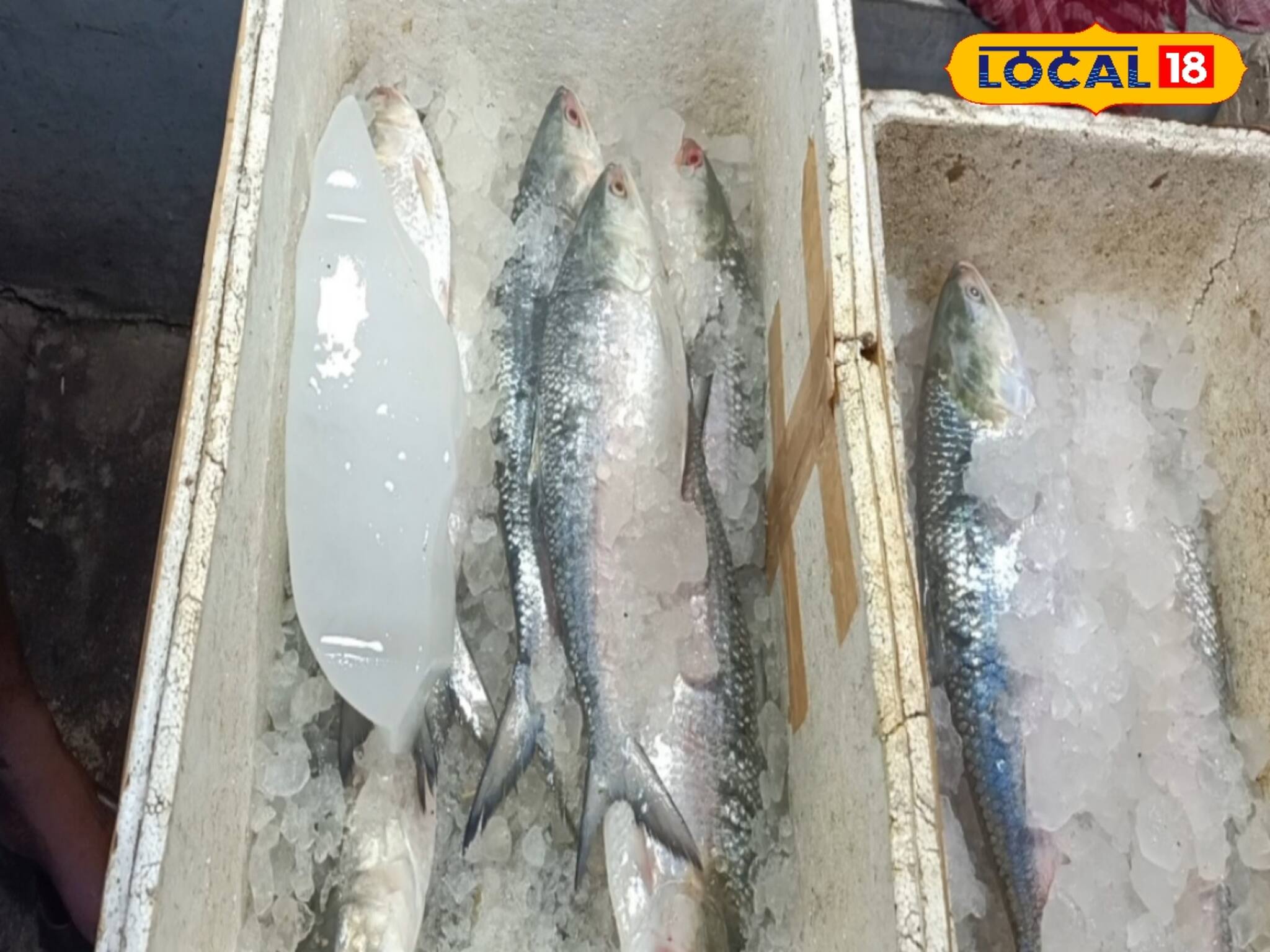 পুজোর আগে বাজারে ঢুকল গুজরাটের ‘রুপোলি শস্য’, সুস্বাদু হবে তো...? কত দামে বিকোচ্ছে?