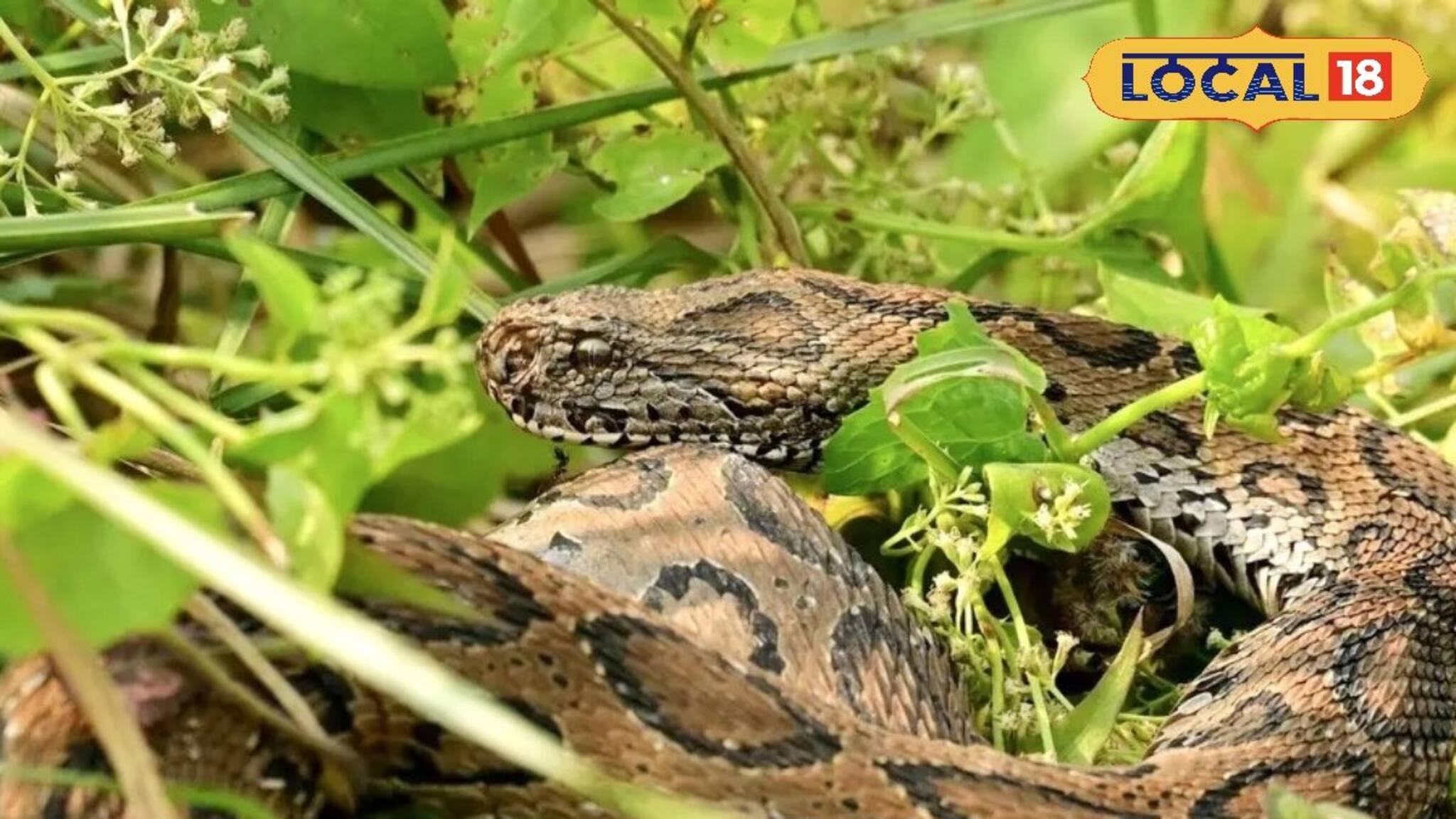 রাসেল ভাইপারের আতঙ্কে ছুটল ঘুম, ভয়ে কাঁপছে নদী তীরবর্তী এলাকার গ্রামবাসীরা