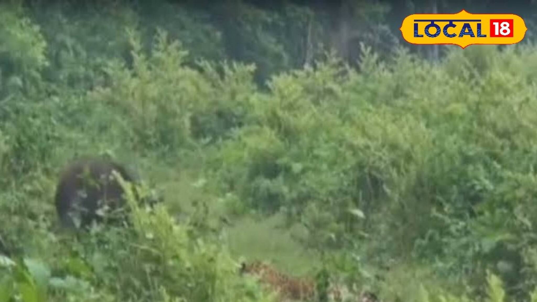 জলদাপাড়ায় উল্টো ছবি, শুয়োর দেখে এ কী অবস্থা লেপার্ডের! ভাইরাল ভিডিও দেখলে আঁতকে উঠবেন