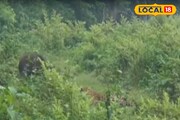 জলদাপাড়ায় উল্টো ছবি, শুয়োর দেখে এ কী অবস্থা লেপার্ডের! ভাইরাল ভিডিও দেখলে আঁতকে উঠবেন