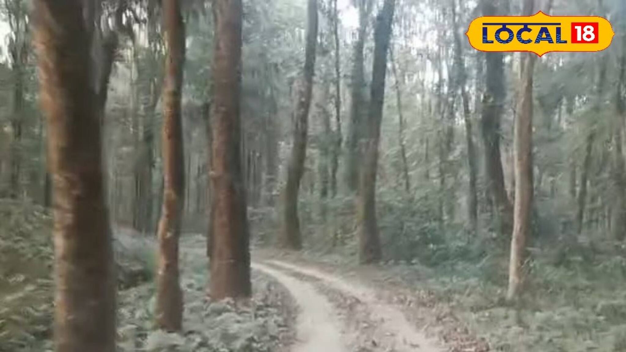 জঙ্গল খুলতেই বাড়ছে পর্যটক সংখ্যা, সাফারি নিয়ে ক্ষোভে ফুটছে পর্যটন ব‍্যবসায়ীরা, কারণ জানুন