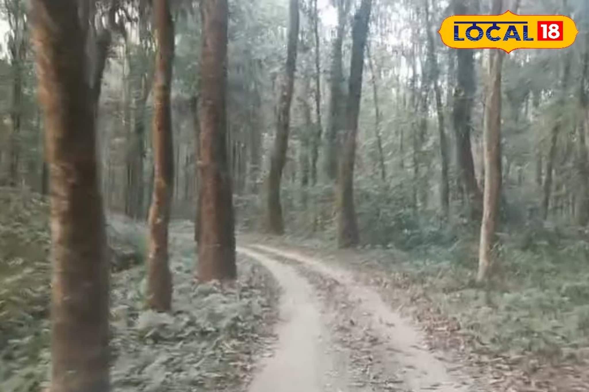 জঙ্গল খুলতেই বাড়ছে পর্যটক সংখ্যা, সাফারি নিয়ে ক্ষোভে ফুটছে পর্যটন ব‍্যবসায়ীরা, কারণ জানুন