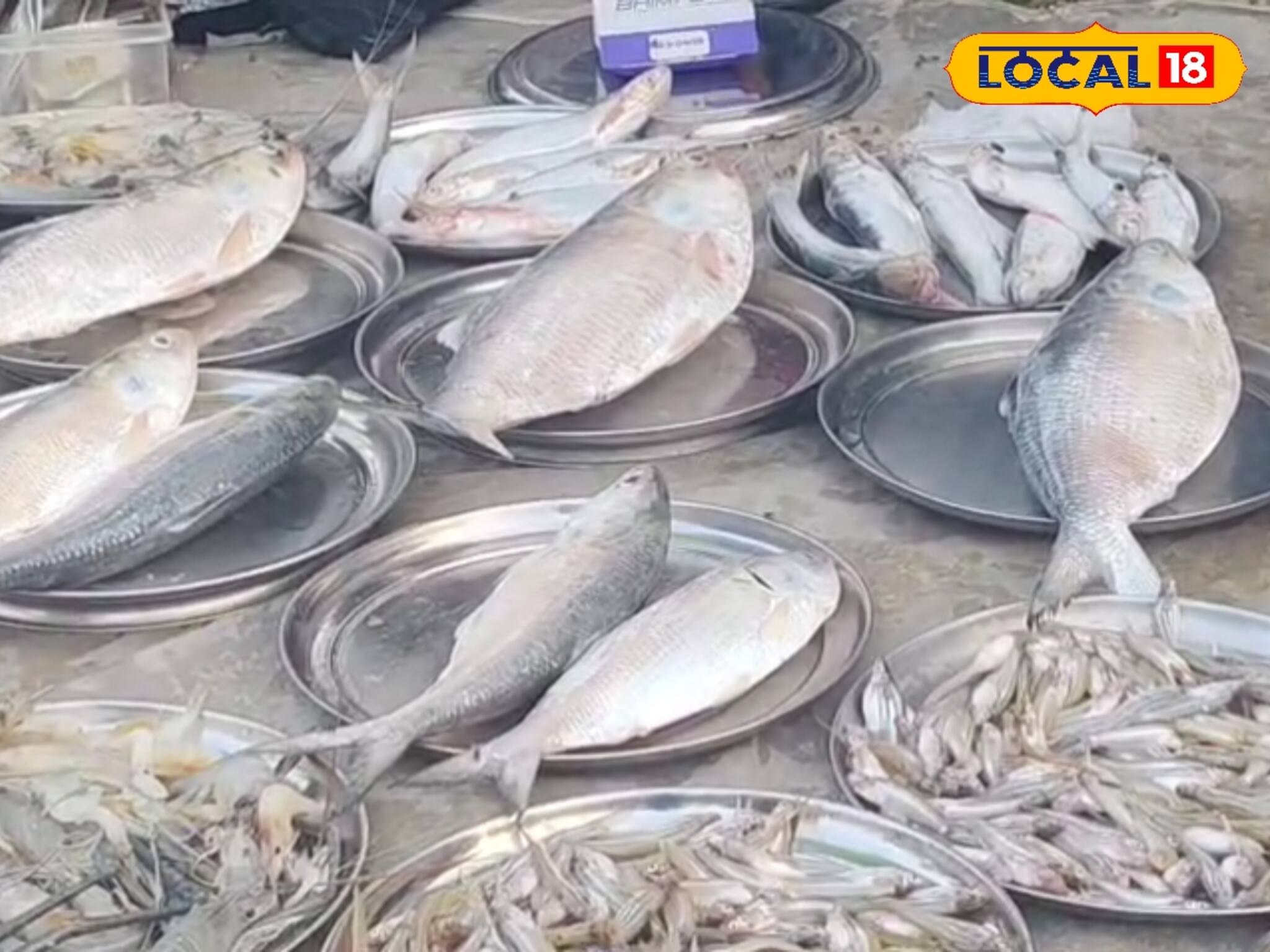বিরাট সুখবর! জলের দরে সস্তা ইলিশ, থালায় সাজিয়ে বিক্রি হচ্ছে ইলিশ, দাম শুনলে আপনিও ছুটবেন
