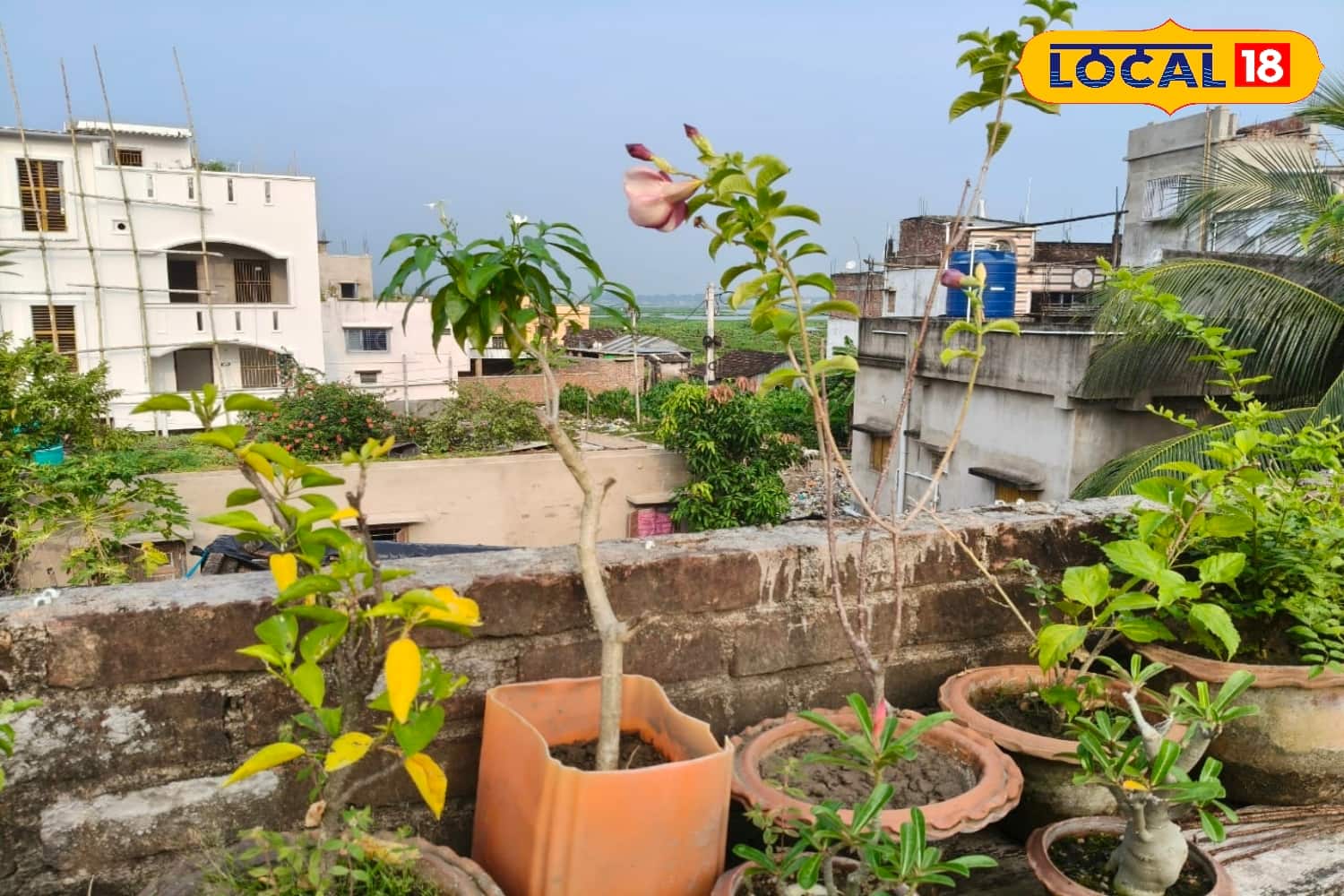 তিনি আরও জানান, শুধু পদ্ম ফুল নয় ছাদ বাগানে বিভিন্ন রকম ফল চাষ করি। বর্তমানে তার ছাদ বাগানে পদ্ম ফুলের পাশাপাশি নাকচাপা, অ্যাডেনিয়াম, গোলাপ, শিউলি ফুল এবং সাবেদা, জামরুল আতা ও মিয়াজাকি আমের গাছ‌ও রয়েছে। বাড়িতে খাওয়ার পাশাপাশি বেশি পরিমাণে হলে বাজারে বিক্রি করে থাকি। কিছু টাকা হলেও রোজগার হয়ে যায় ছাদ বাগানের ফুল ও ফল থেকে।(ছবি ও তথ্য: জিএম মোমিন)