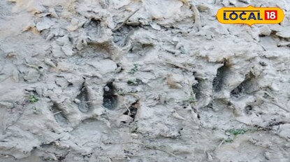 বাঘের আতঙ্ক<br><br>