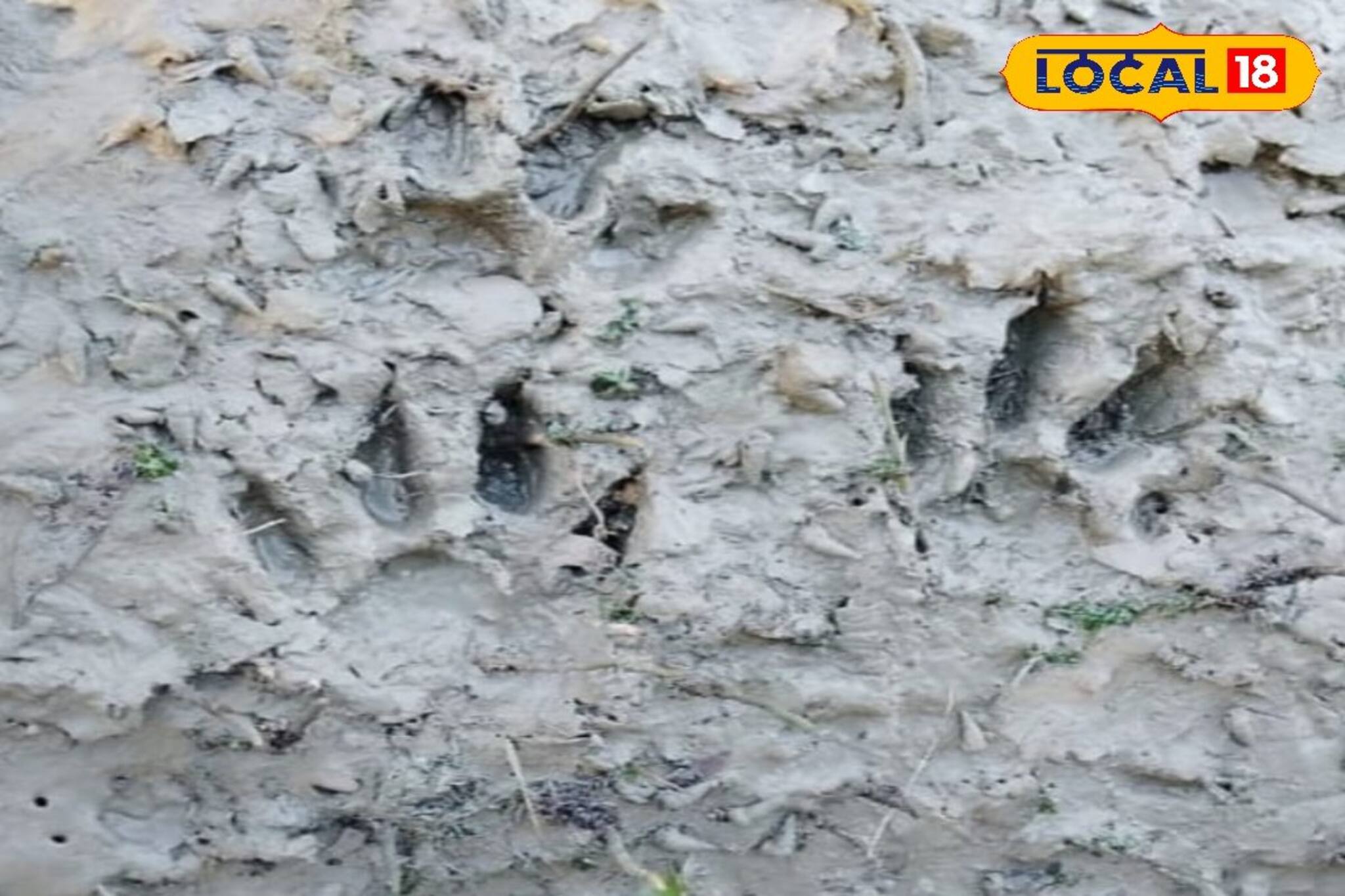 নৌকায় ঝাঁপিয়ে পড়ল বাঘ! মৎস্যজীবীকে টানতে টানতে নিয়ে গেল জঙ্গলে