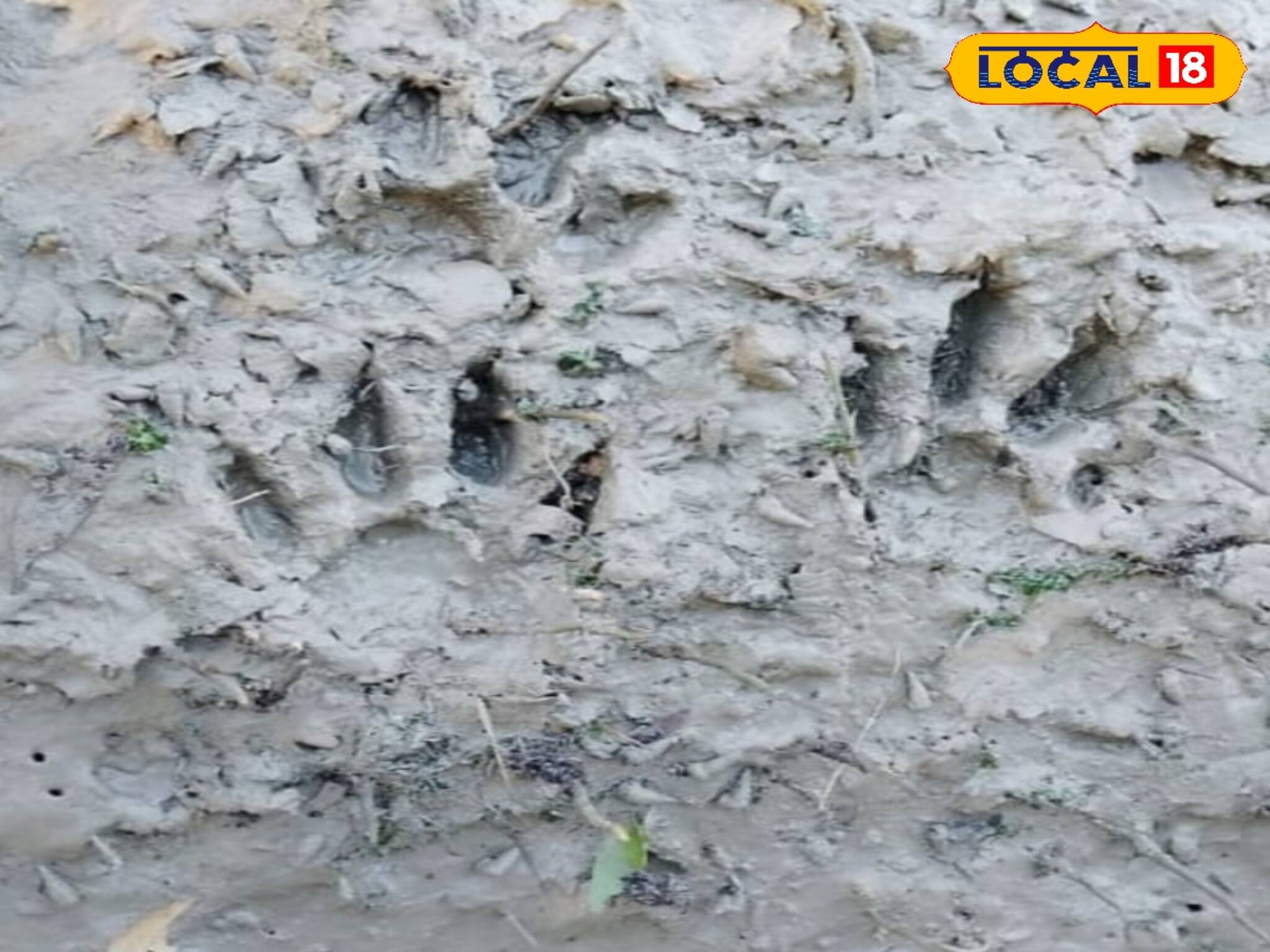 নৌকায় ঝাঁপিয়ে পড়ল বাঘ! মৎস্যজীবীকে টানতে টানতে নিয়ে গেল জঙ্গলে