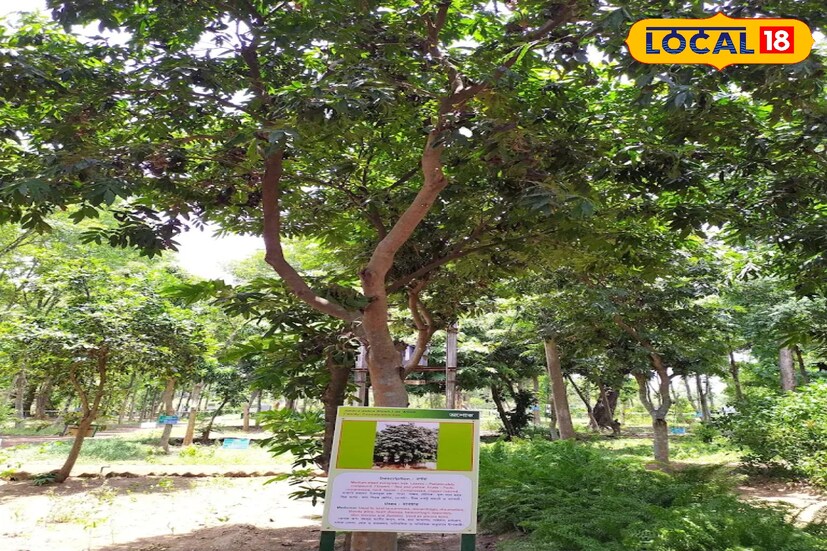 *ঝাড়গ্রামের আমলাচটিতে ৬৭ হেক্টর জায়গা জুড়ে আমলাচটি ভেষজ উদ্যান। পশ্চিমবঙ্গ বন দফতরের অরণ্য পালন বিভাগের দক্ষিণবঙ্গ শাখার আওতায় রয়েছে আমলাচটি ভেষজ উদ্যান।