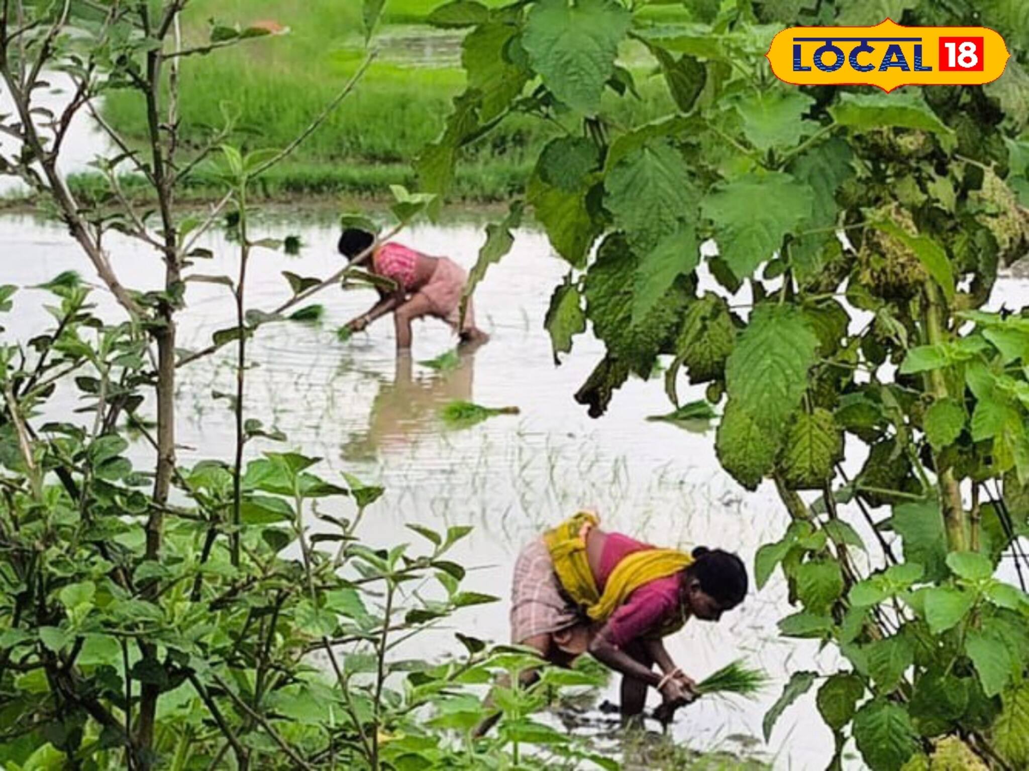ফসলেই সোনা ! ধান চাষে দুর্দান্ত ফলাফল বাঁকুড়ায়