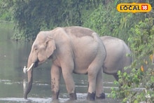 Elephant in Tea Garden: প্লাবনে ভেসেছে জঙ্গল, খাবারের খোঁজে লোকালয়ে দলছুট দাঁতাল! দেখলে শিউরে উঠবেন