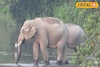 প্লাবনে ভেসেছে জঙ্গল, খাবারের খোঁজে লোকালয়ে দলছুট দাঁতাল! দেখলে শিউরে উঠবেন