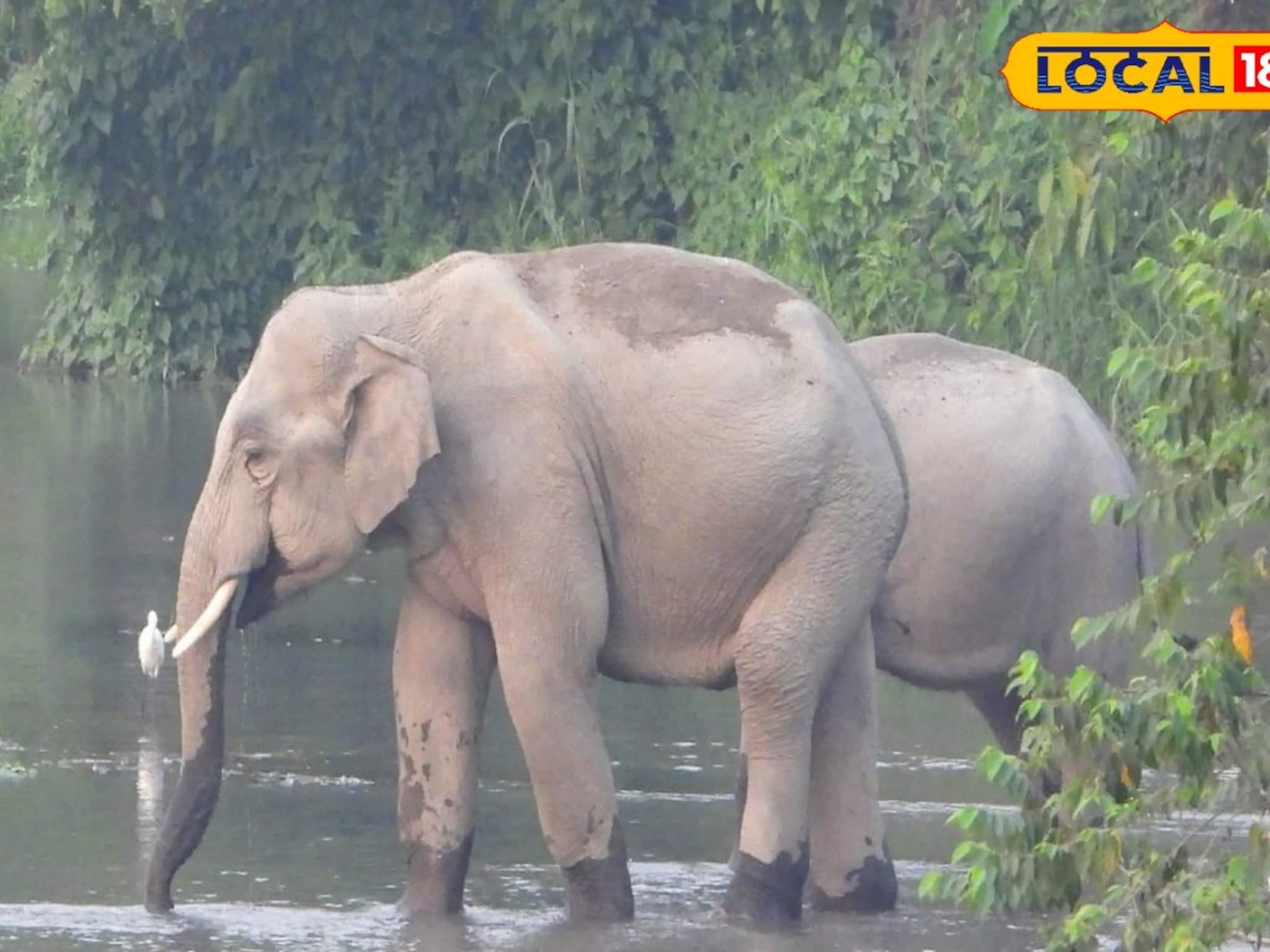 Elephant in Tea Garden: প্লাবনে ভেসেছে জঙ্গল, খাবারের খোঁজে লোকালয়ে দলছুট দাঁতাল! দেখলে শিউরে উঠবেন