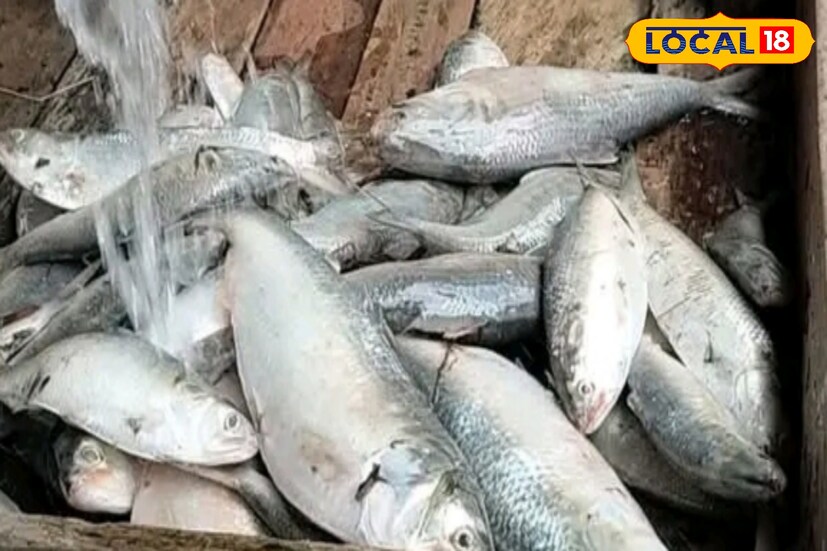 রান্না পুজোর আগে ইলিশের দাম বাড়ছে নিশ্চিতভাবে। ফলে রান্নাপুজোতে ইলিশ কিনতে গিয়ে ইলিশের দাম শুনে গায়ে ছ্যাঁকা লাগতেই পারে আপনাদের। সেজন্য আগে থেকেই প্রস্তুত থাকতে হবে সকলকে। (ছবি ও তথ্য: নবাব মল্লিক)