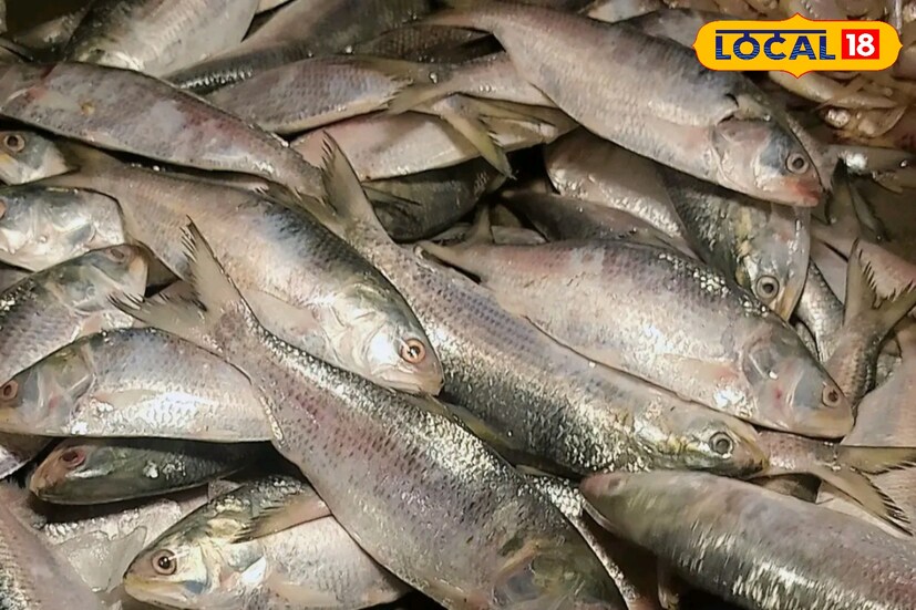 সামনেই রান্না পুজো। মা মনসার আরাধনা করে ভাদ্র সংক্রান্তিতে হয় রান্না পুজো। সেই পুজোতে অনেকেই ইলিশ দিয়ে থাকেন। তবে এবার ইলিশ কিনতে গেলে গায়ে ছ্যাঁকা লাগতে পারে।