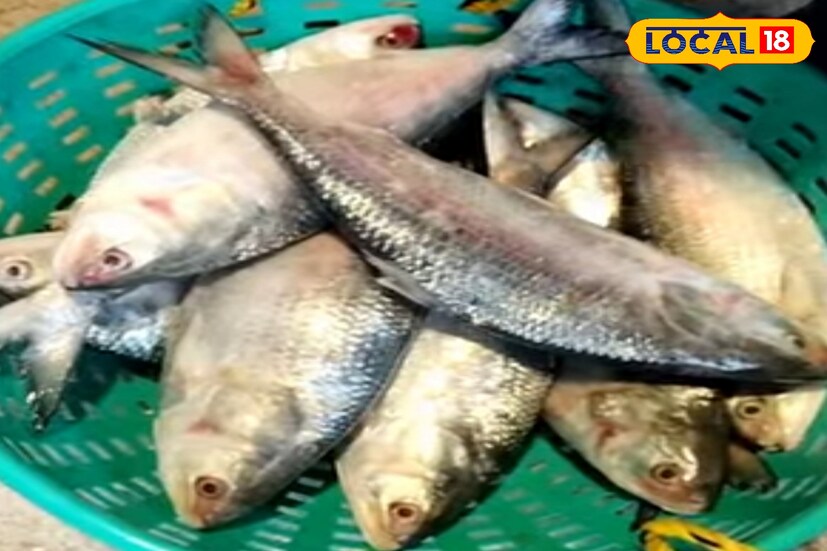 ফলে রান্নাপুজোতে ইলিশের ঘাটতি কতটা পূরন করা যাবে তা নিয়ে সংশয়ে রয়েছেন খোদ মৎস্যজীবীরাই। গতবছর হিমঘরের ইলিশ দিয়ে কিছুটা হলেও ঘাটতি পূরণ করা গিয়েছিল। তবে দুর্গাপুজোর আগে শেষ ট্রিপে বের হবে মৎস্যজীবীরা। সেই ট্রিপ থেকে ফিরলে পুজোর আগে কিছু মাছ আসতে পারে।