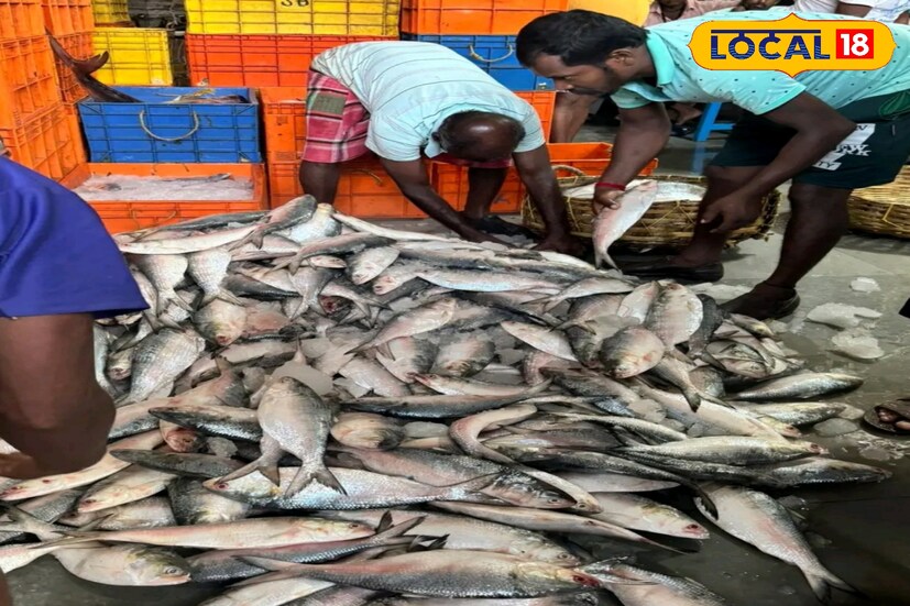 : রান্না পুজোর আগেই ইলিশের দাম আকাশছোঁয়া। প্রতি কেজি ইলিশের দাম হয়েছে প্রায় ২২০০ টাকা। এই দাম আরও বাড়তে পারে। মৎসজীবী সংগঠনের পক্ষ থেকে অলোক হালদার এই দাম নিশ্চিত করেছেন‌। (ছবি ও তথ্য: নবাব মল্লিক)