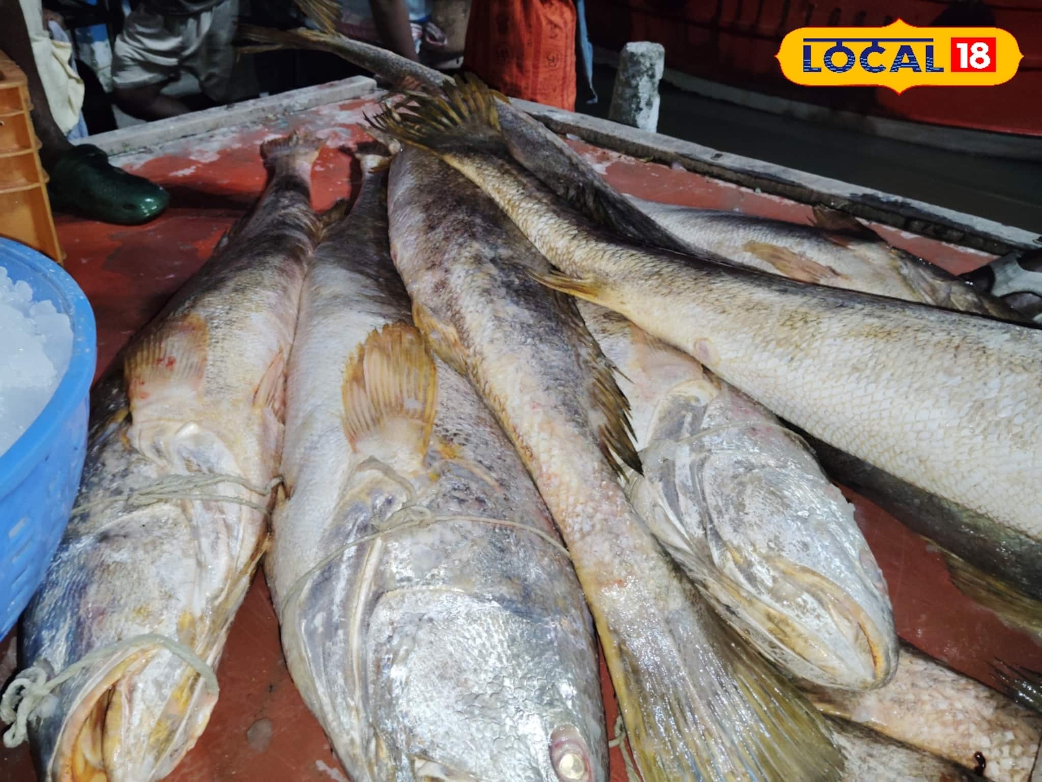 পুজোর আগে 'লটারি'! জালে একসঙ্গে ৫০টি নড়ে ভোলা, রাতারাতি 'কোটিপতি' মৎস্যজীবীরা!