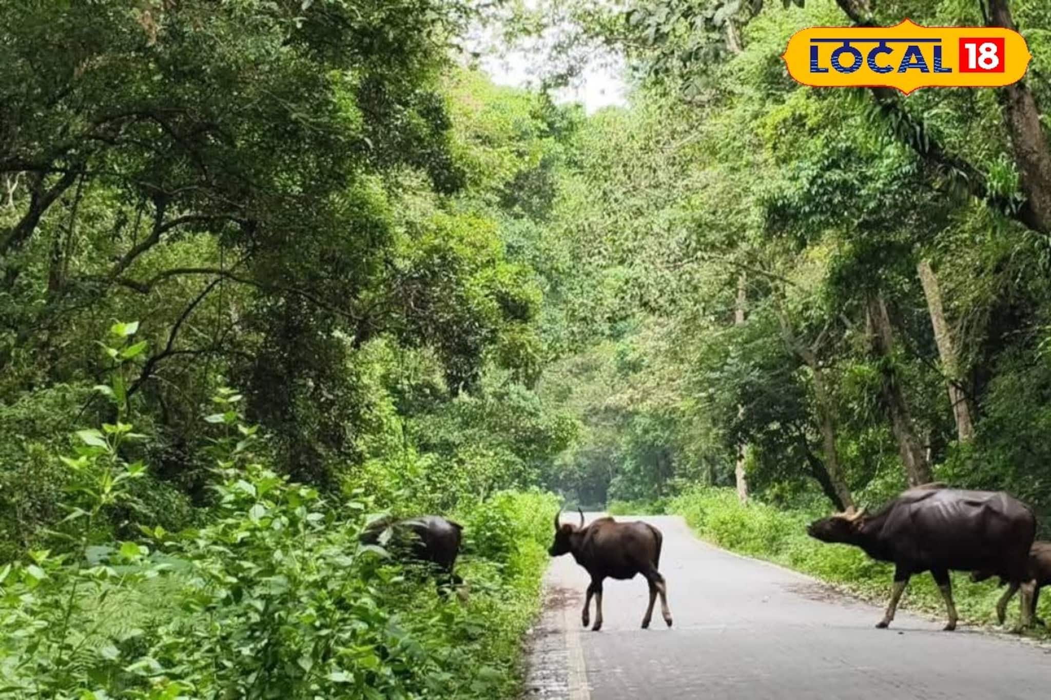 ৩ মাস পর খুলল ডুয়ার্সের জঙ্গল, পুজোয় বাড়ছে নাকি কমছে ডুয়ার্স বেড়ানোর খরচ? জানুন