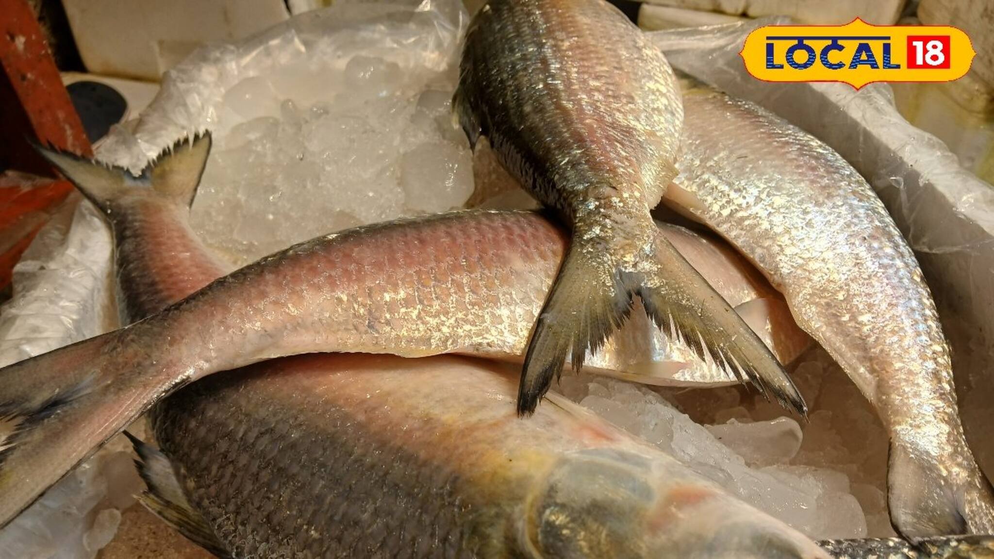 বাজারে ইলিশের ছড়াছড়ি! দাম নাগালের মধ্যে! টাটকা স্বাদ পেতে তৈরি কলকাতা, কেজি প্রতি দাম কত