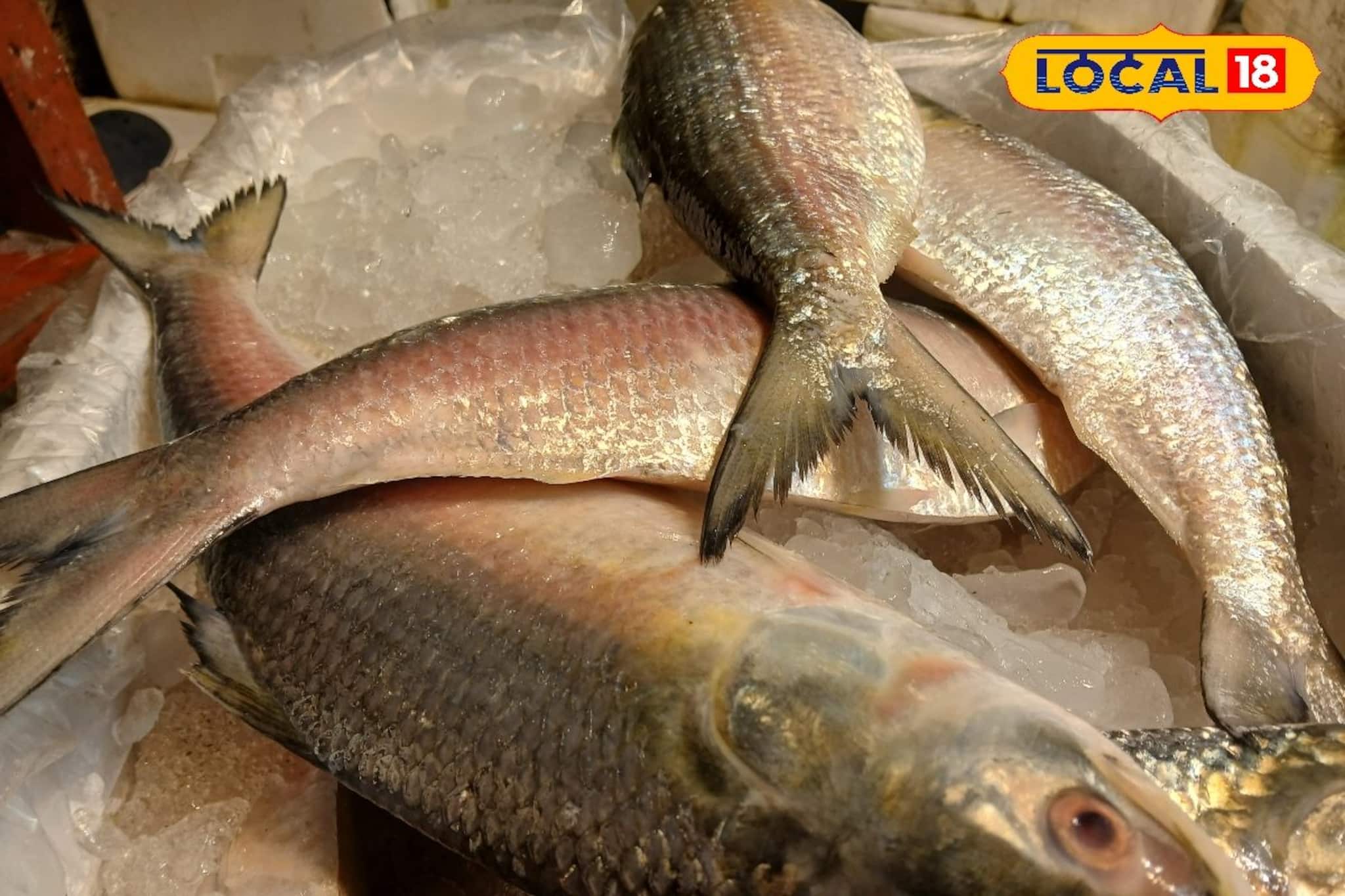 Ilish Price: বাজারে ইলিশের ছড়াছড়ি! দাম নাগালের মধ্যে! টাটকা স্বাদ পেতে তৈরি কলকাতা, ওজন কত, সুস্বাদু হবে তো...? আসছে কোথা থেকে?