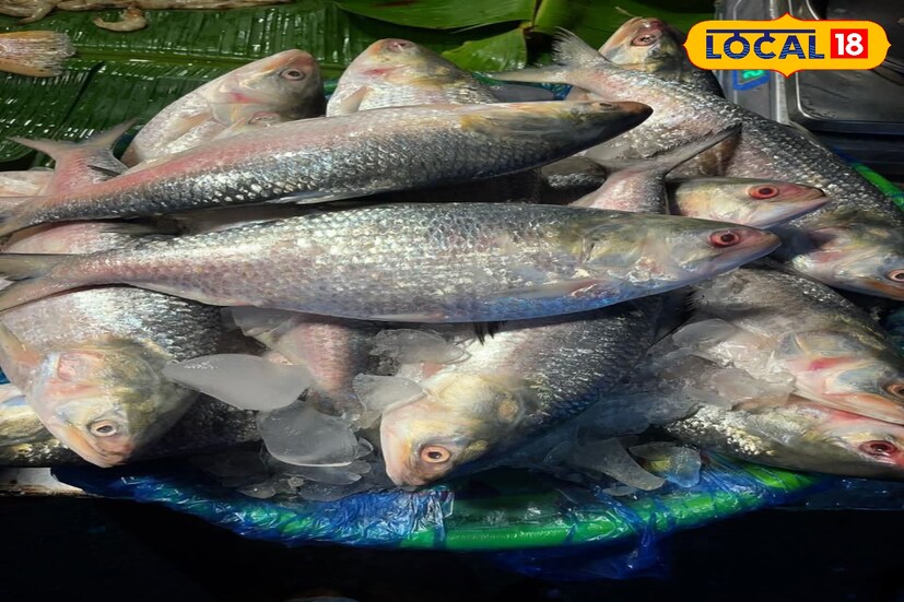 চলতি বছর মাছ ধরার মরশুমের প্রথমের দিকে ইলিশের দেখা পাওয়া গিয়েছিল। বর্তমানে আগস্ট পেরিয়ে সেপ্টেম্বরে সেই চিত্রটা কিছুটা বদল হয়েছে। সেপ্টেম্বরে সামান্য পরিমাণ ইলিশ উঠে আসছে। তবে সাইজ অন্যান্য বারের তুলনায় অনেকটাই বড়। 