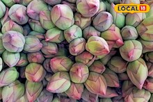 শারদোৎসবের আগে পদ্মের বিপুল চাহিদা! আশার আলো দেখছেন জেলার  চাষিরা