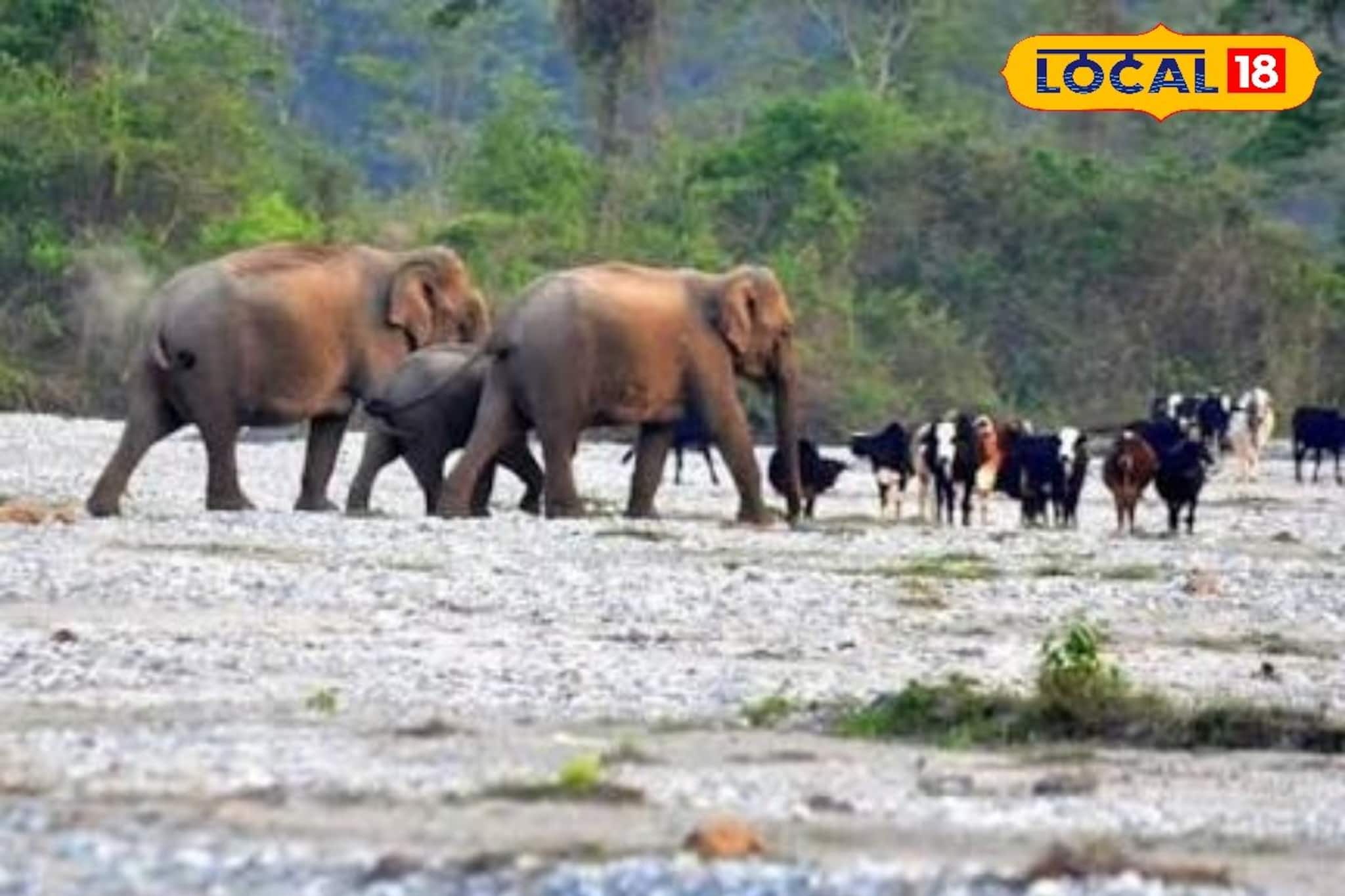 চা বাগান-পাহাড়-জঙ্গল ঘেরা অপরূপ ডুয়ার্স, 'এই' ৫ জায়গা মিস করবে না, পুজোয় ঘুরে আসুন
