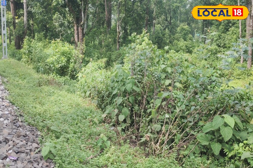 জলপাইগুড়ি, সুরজিৎ দেঃ ডুয়ার্সের বানারহাট থানার অন্তর্গত নাগরাকাটা ব্লকের খয়েরকাটা বস্তিতে মঙ্গলবার সন্ধ্যায় ফের লেপার্ড আক্রমণ। নিহত ১২ বছরের এক কিশোর।