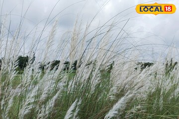 ওষুধ, অপারেশন দরকার নেই! বনেবাদাড়ে বা ঝোপঝাড়ের অবহেলার এই ঘাসেই গলবে কিডনির পাথর!