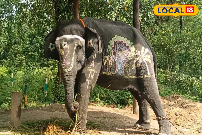 এদিন সকাল থেকেই কুনকি হাতিদের ঘিরে ছিল মাহুত ও বনকর্মীদের তীব্র ব্যস্ততা। প্রথমে মূর্তি নদীতে হাতিদের স্নান করানো হয়। এরপর রঙিন চক দিয়ে গায়ে নকশা এঁকে সাজানো হয়। প্রতিটি হাতির গায়ে তাদের নামও লিখে দেওয়া হয়। 