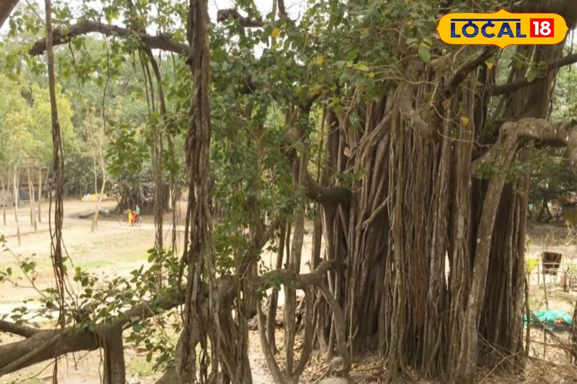 আজও গোরাতলার বটগাছ কেবল প্রকৃতির প্রতীক নয়, এটি হাসনাবাদের সাংস্কৃতিক ঐতিহ্যের অংশ। বহু রহস্যে ঘেরা এই বৃক্ষ স্থানীয়দের বিশ্বাস, ভক্তি ও স্মৃতির সঙ্গে জড়িয়ে রয়েছে। শতাব্দী পেরিয়েও তাই এই বটগাছ দাঁড়িয়ে আছে, হয়ে উঠেছে ইতিহাস ও প্রকৃতির এক জীবন্ত সাক্ষী। (ছবি ও তথ্যঃ জুলফিকার মোল্যা)