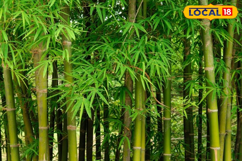 পৃথিবীতে যে সব উদ্ভিদ দ্রুত বাড়ে বাঁশ তাদের অন্যতম। বাঁশ খাদ্য হিসেবেও ব্যবহৃত হয়, কাঠের বিকল্প হিসেবে বাঁশের বিপুল ব্যবহার আছে। বাড়িঘরদোর তৈরির ক্ষেত্রে বাঁশের ব্যবহার রয়েছে। হস্তশিল্পের ক্ষেত্রেও বাঁশের বিচিত্র ব্যবহার ও উপযোগিতা রয়েছে।