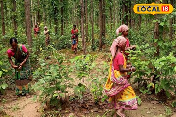 একটা শাল পাতার থালার পেছনে কত পরিশ্রম! কিন্তু দামের নামে 'লবডঙ্কা'