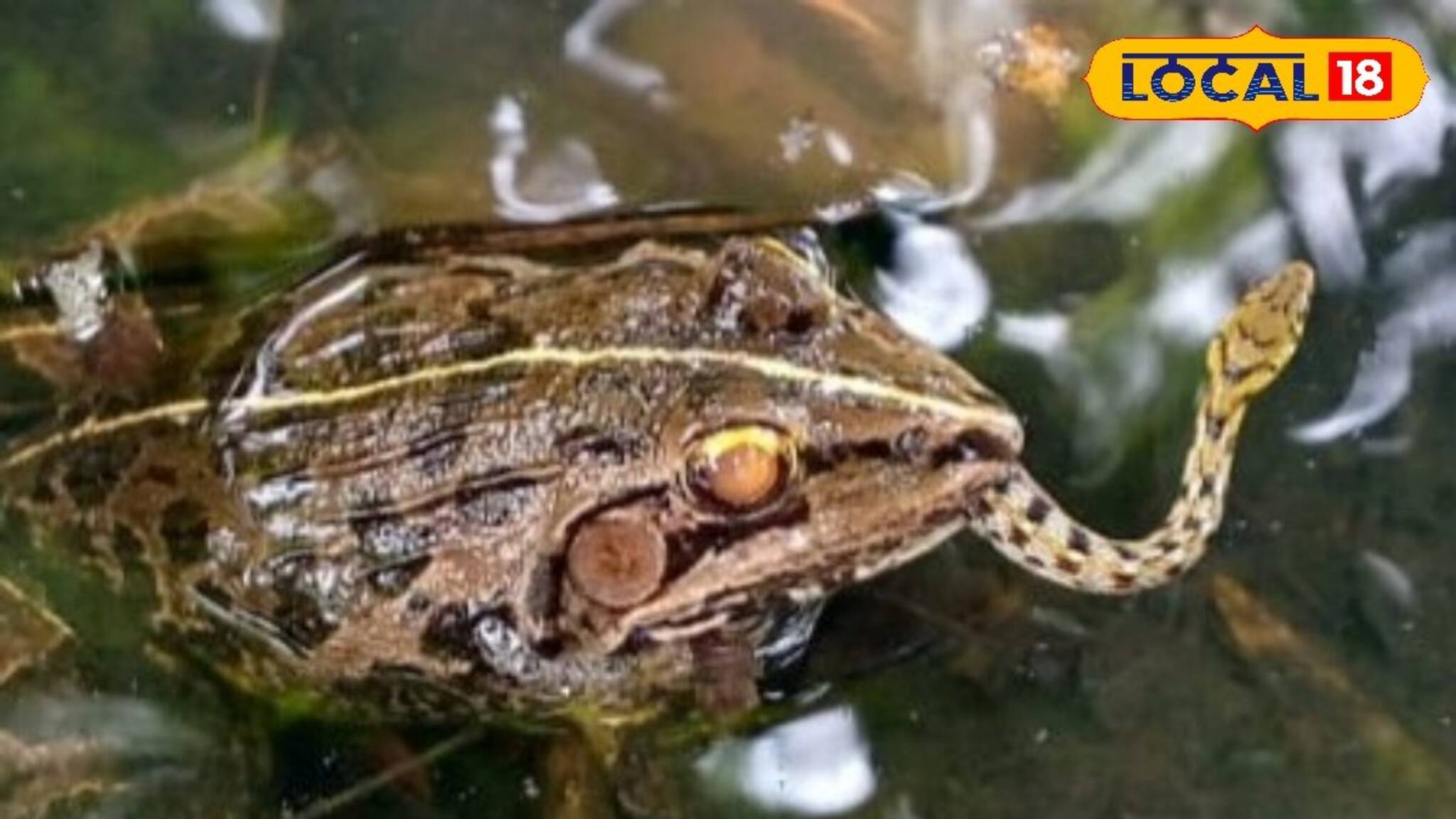 Viral: গল্প নয় জলজ‍্যান্ত সত‍্যি, আস্ত সাপ গিলে খাচ্ছে ব্যাঙ! ভিডিও দেখলে চোখ কপালে উঠবে