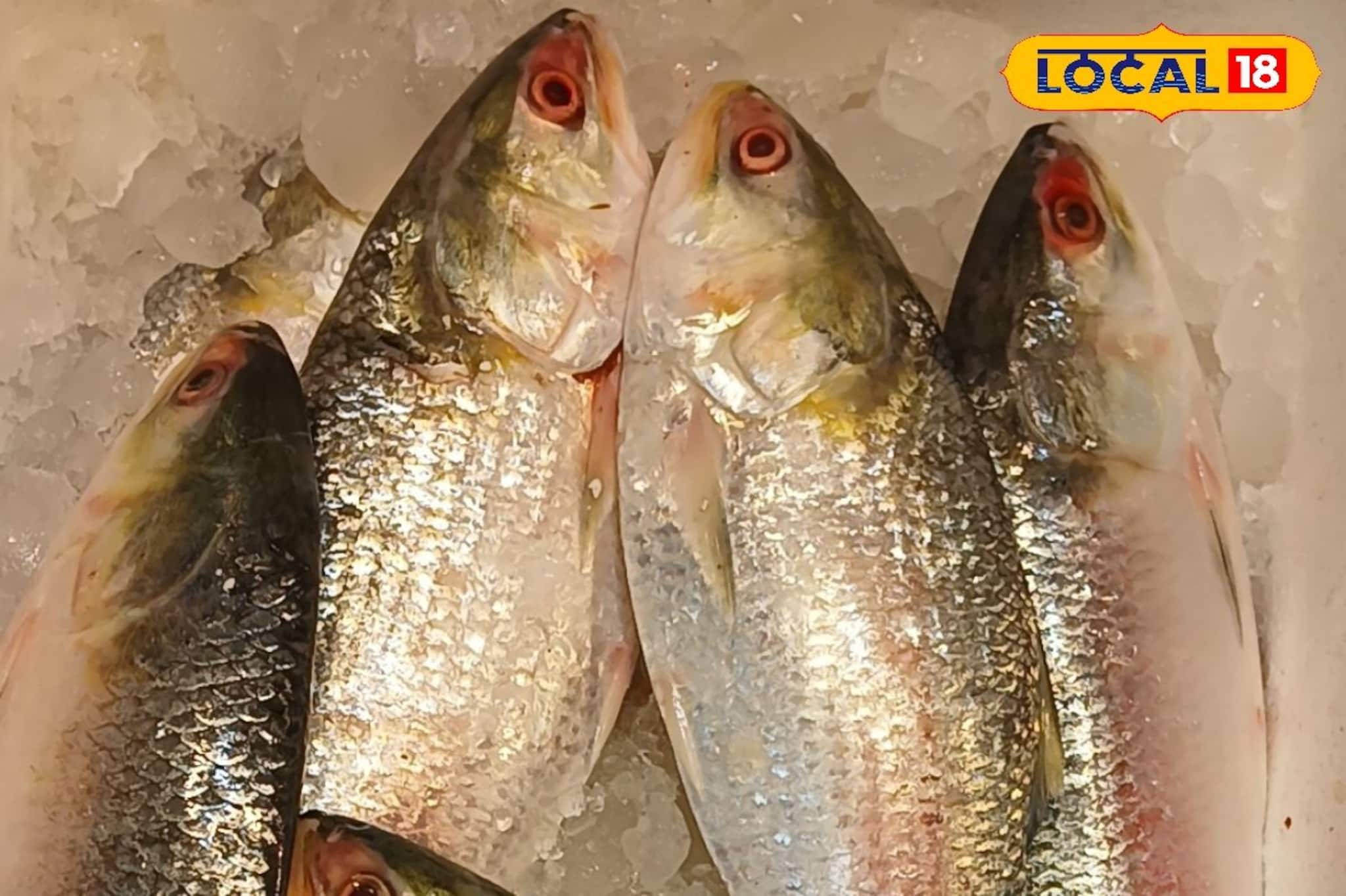Ilish Fish: বড়, চওড়া পেটির লোভনীয় ইলিশ ঢুকল বাজারে! পদ্মার রূপালি শস্য কলকাতায় পৌঁছাতেই কোণ ঠাসা অন্য ইলিশ!কোন সাইজের মাছ কত দামে বিক্রি হচ্ছে?