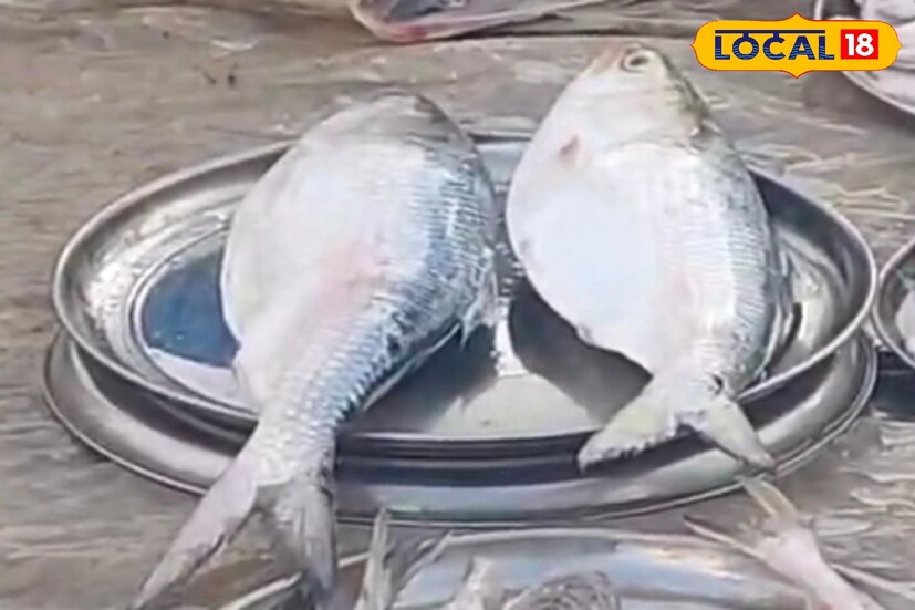পাইকারি বাজারে পদ্মার ইলিশের দাম ১২০০ থেকে ১৩০০ টাকা। খোলা বাজারে সেই ইলিশ বিক্রি হচ্ছে ১৫০০ থেকে ১৬০০ টাকা কেজি। পদ্মার ইলিশের দাম মধ্যবিত্তের মধ্যে থাকায় অনেকটাই স্বস্তিতে এখন ইলিশ প্রেমীরা। 