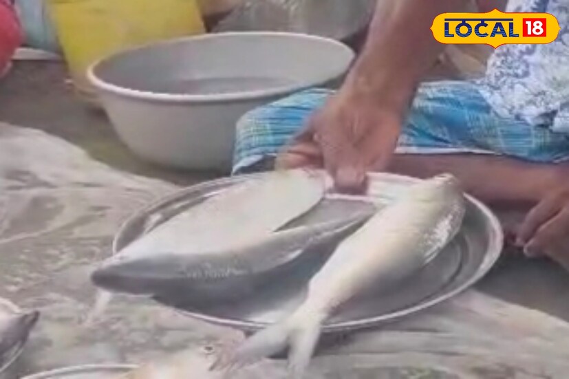 লালগোলার মীন বাজারের পাশাপাশি জলঙ্গির খোলা বাজার, বহরমপুর বাজার, স্বর্ণময়ী বাজার থেকে নতুন বাজার এবং রাতের কোর্ট মার্কেট, সর্বত্রই ইলিশের দেখা মিলছে। স্থানীয় এক মাছ ব্যবসায়ী জানান, ডায়মন্ড হারবার থেকে গঙ্গার ইলিশ দামে একটু কম হতে পারে। তবে পদ্মার ইলিশের চাহিদা নেহাত কম নয়। তাঁর কথায়, অন্যান্য বছরের থেকে পদ্মার ইলিশের দাম এবার কিছুটা কম আছে। (ছবি ও তথ্য: তন্ময় মন্ডল)