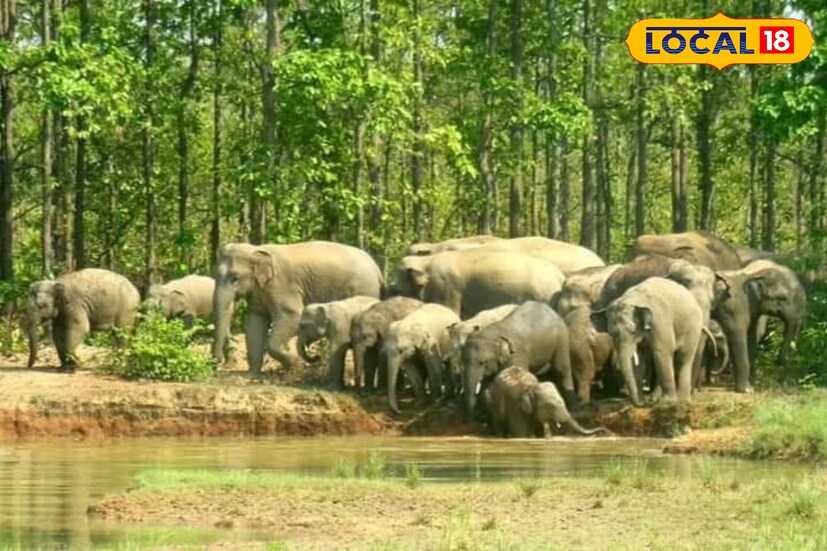 *জঙ্গলমহলে প্রায়শই বহু জায়গায় হাতির হানা হয়ে থাকে। খাবারের খোঁজে প্রায়ই হাতিরা ঢুকে পড়ে জঙ্গল মহলের নানা এলাকায়। যার ফলে জমির ফসল নষ্ট হয়, কোথাও বাড়িঘরও নষ্ট হয়। গজরাজের দাপটে অত্যিষ্ট হয়ে ওঠেন এলাকাবাসী। আতঙ্কে রাতের পর রাত জেগে থাকেন অনেকে। আর হাতির এই তাণ্ডব থেকে রক্ষার জন্য এবার তৈরি হচ্ছে হাতিদের 'অভয়ারণ্য'। হাতিদের রক্ষার্থে তৈরি হয়েছে প্রকল্প, যার নাম ‘ময়ূর ঝর্ণা।’
